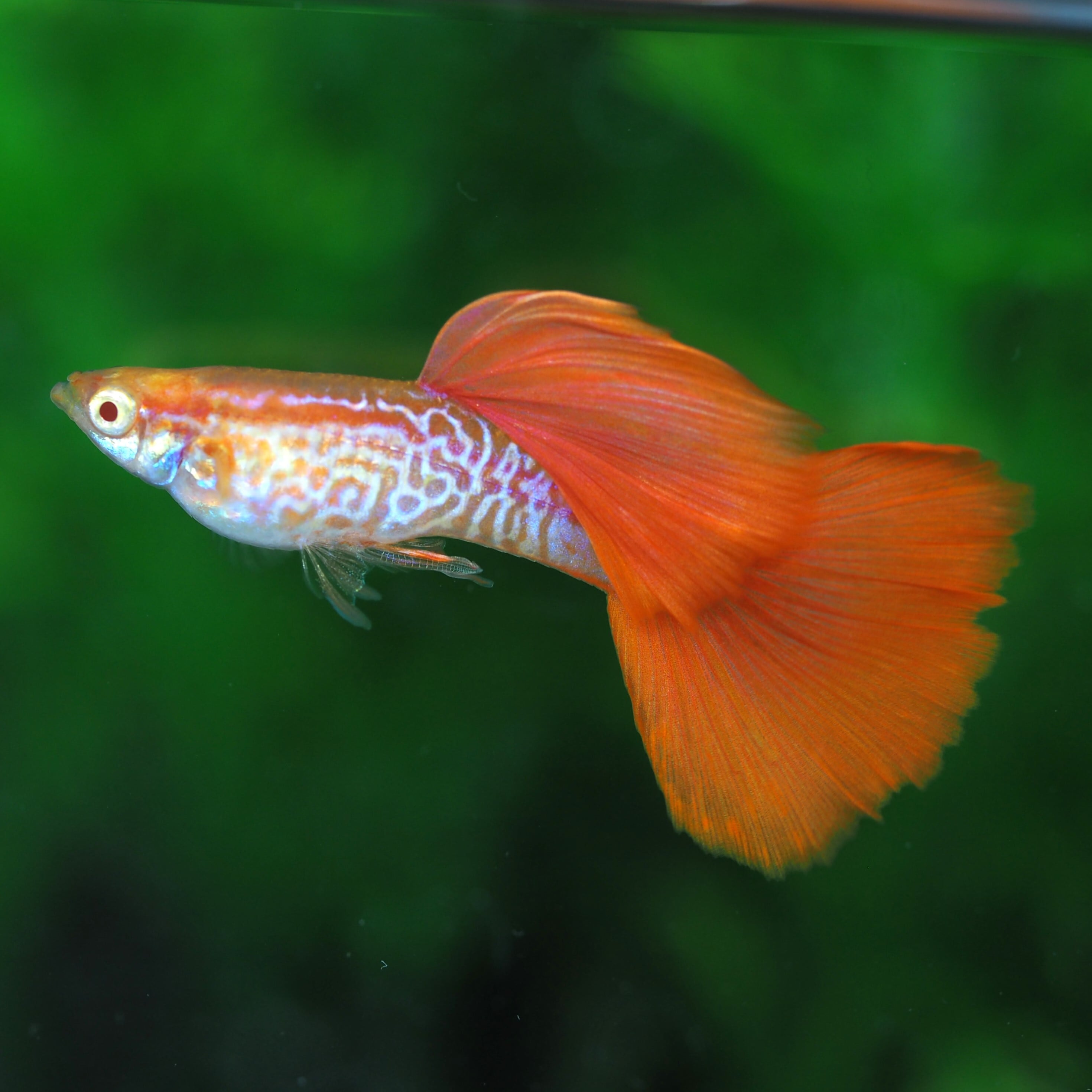 RREA･レッドレースコブラ 1ペア 上物RREAレッドテールコブラ 1ペア(国産グッピー) | 伊豆グッピーファーム