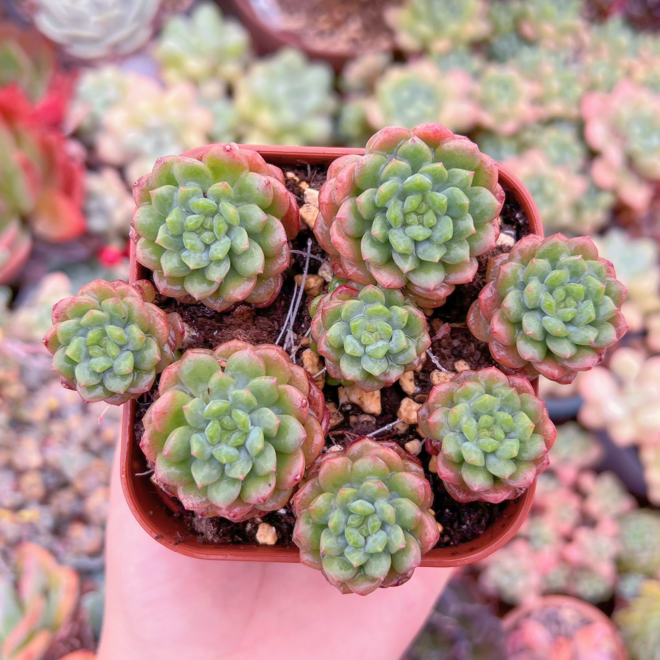 現品　コルネット#F015　るる農園