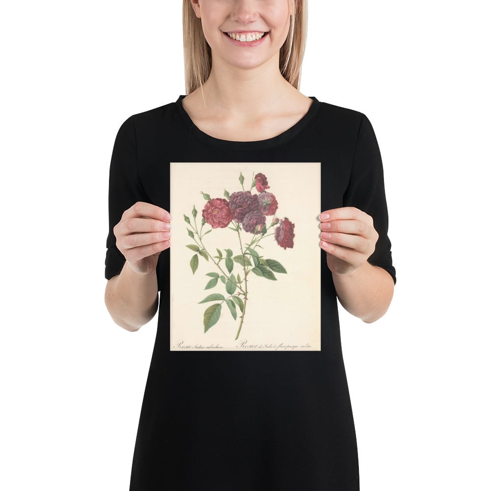 ルドゥーテの薔薇アートプリント Rosa Indica Subviolacea
