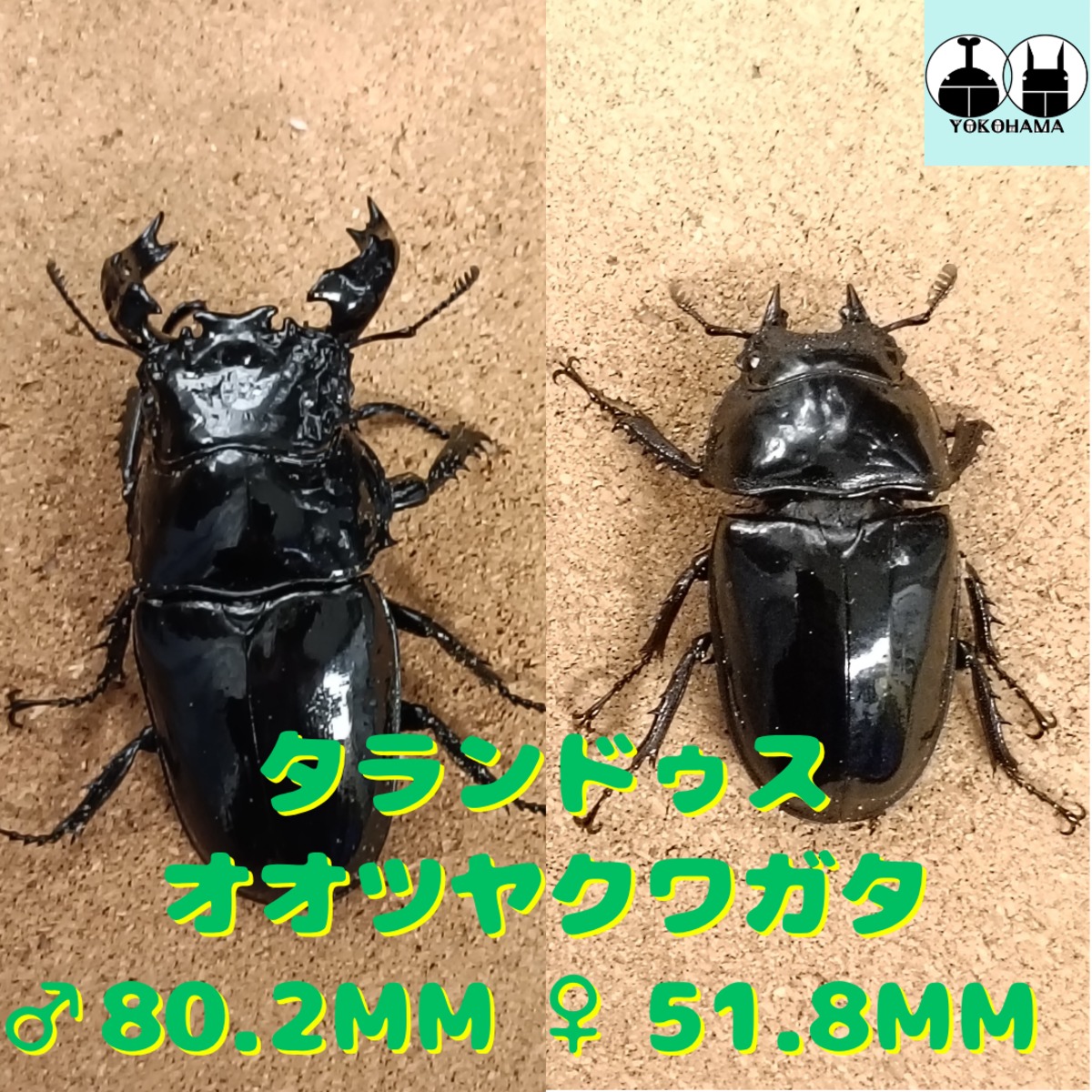 タランドゥスオオツヤクワガタ ♂ 80.2mm、♀51.8mm ペア | カブクワショップ横浜
