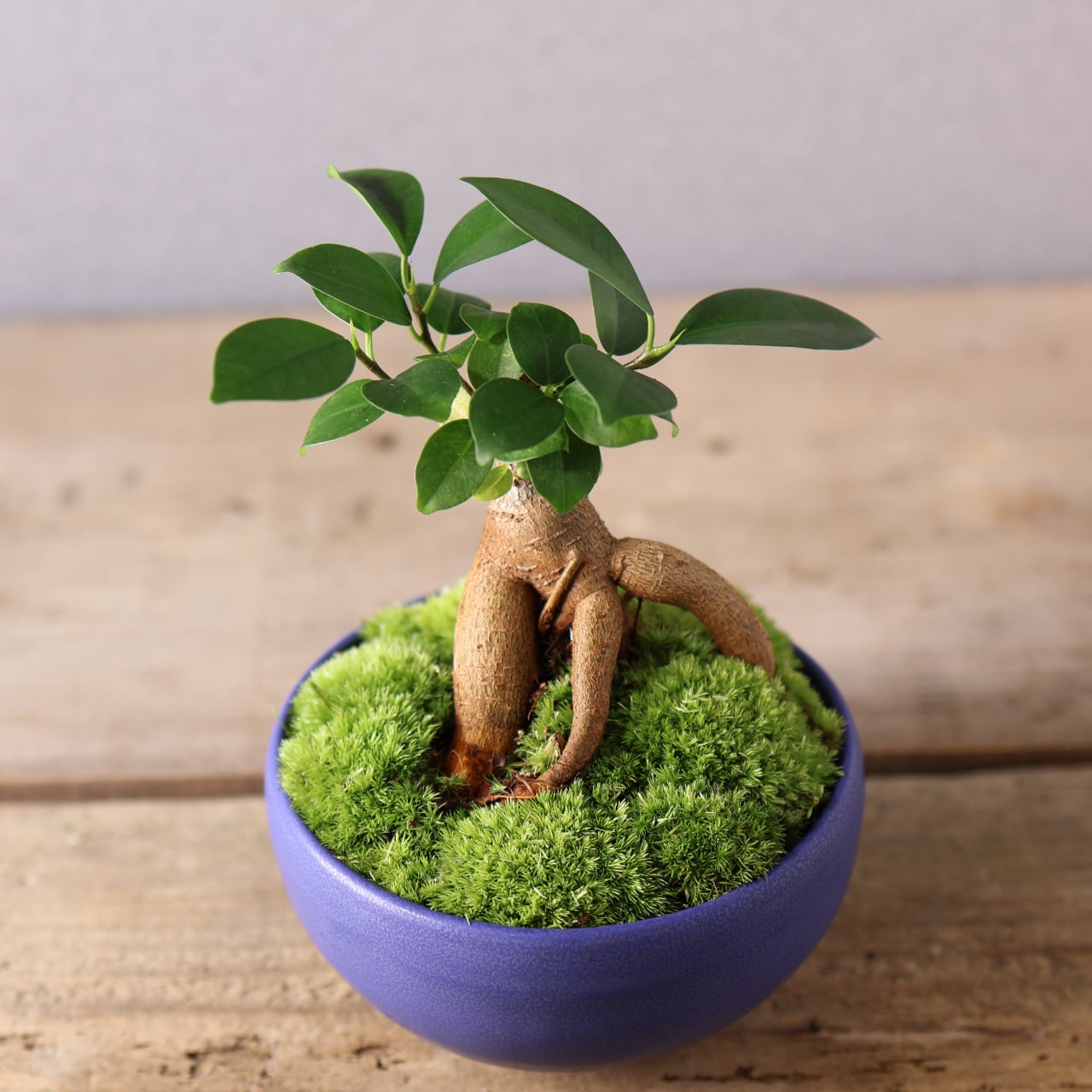 【美株】盆栽ガジュマル 観葉植物 塊根 サボテン 観葉植物 【美株】盆栽ガジュマル 観葉植物 塊根 サボテン