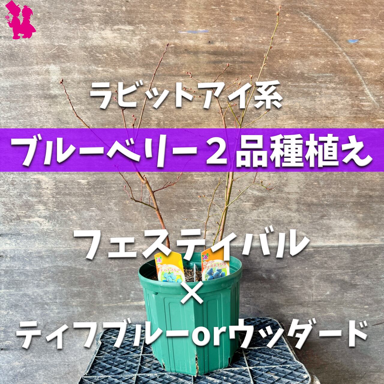 1鉢で実が成る】ブルーベリー2品種植え(ラビットアイ系) | 園芸農家