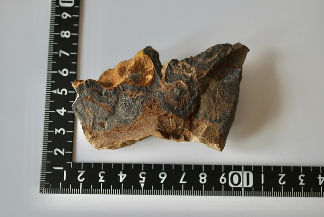 ボリビア ウユニ塩湖産ストロマトライト Stromatolite 1241