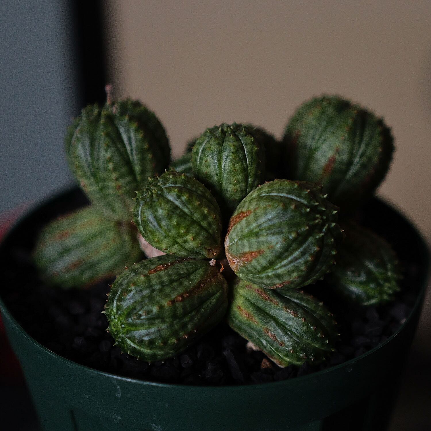 オス株 RETAKE 仔吹き 成長点潰れ まん丸 オベサ / ユーフォルビア