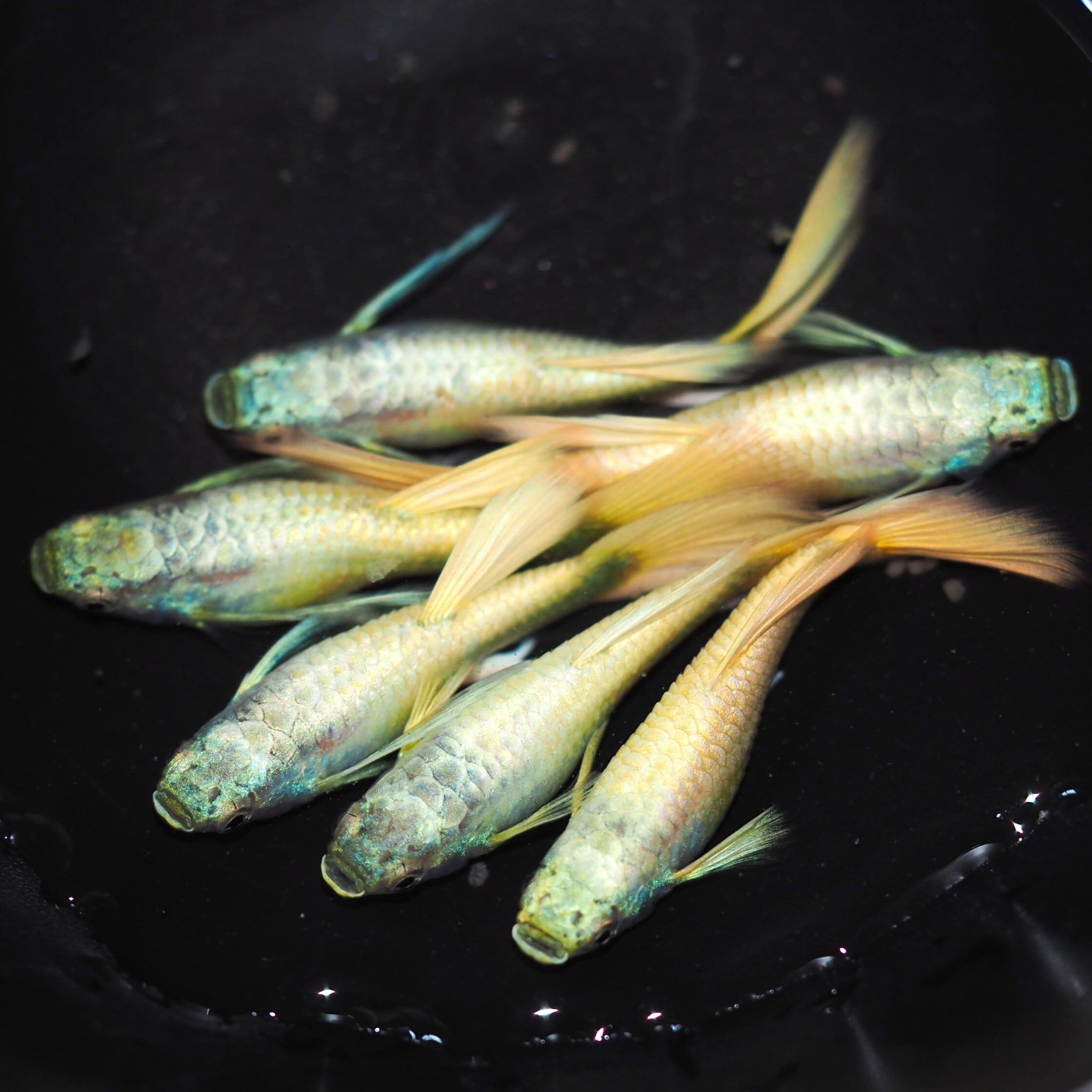 GUPPY | 伊豆グッピーファーム