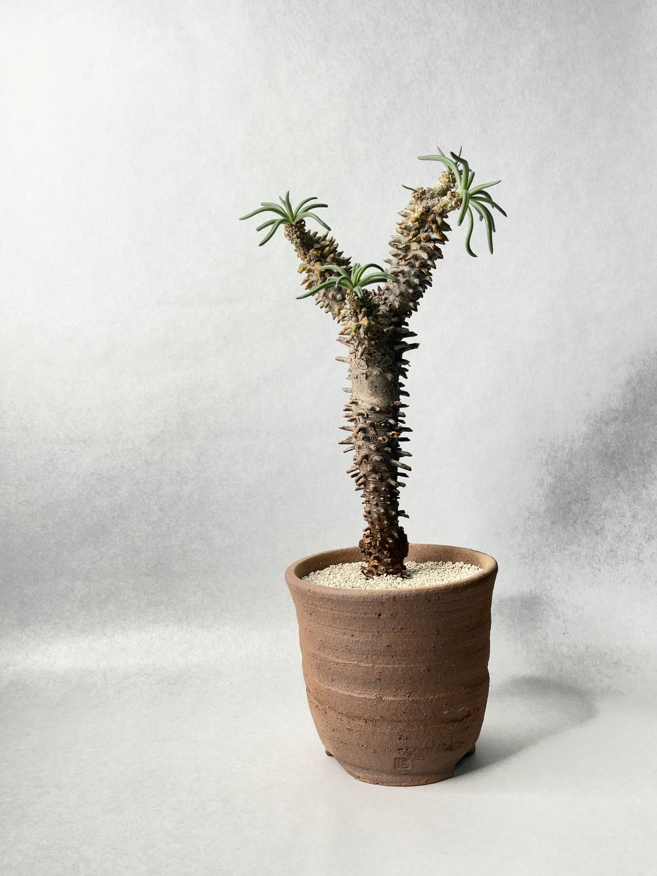 市野伝市窯 | trigger