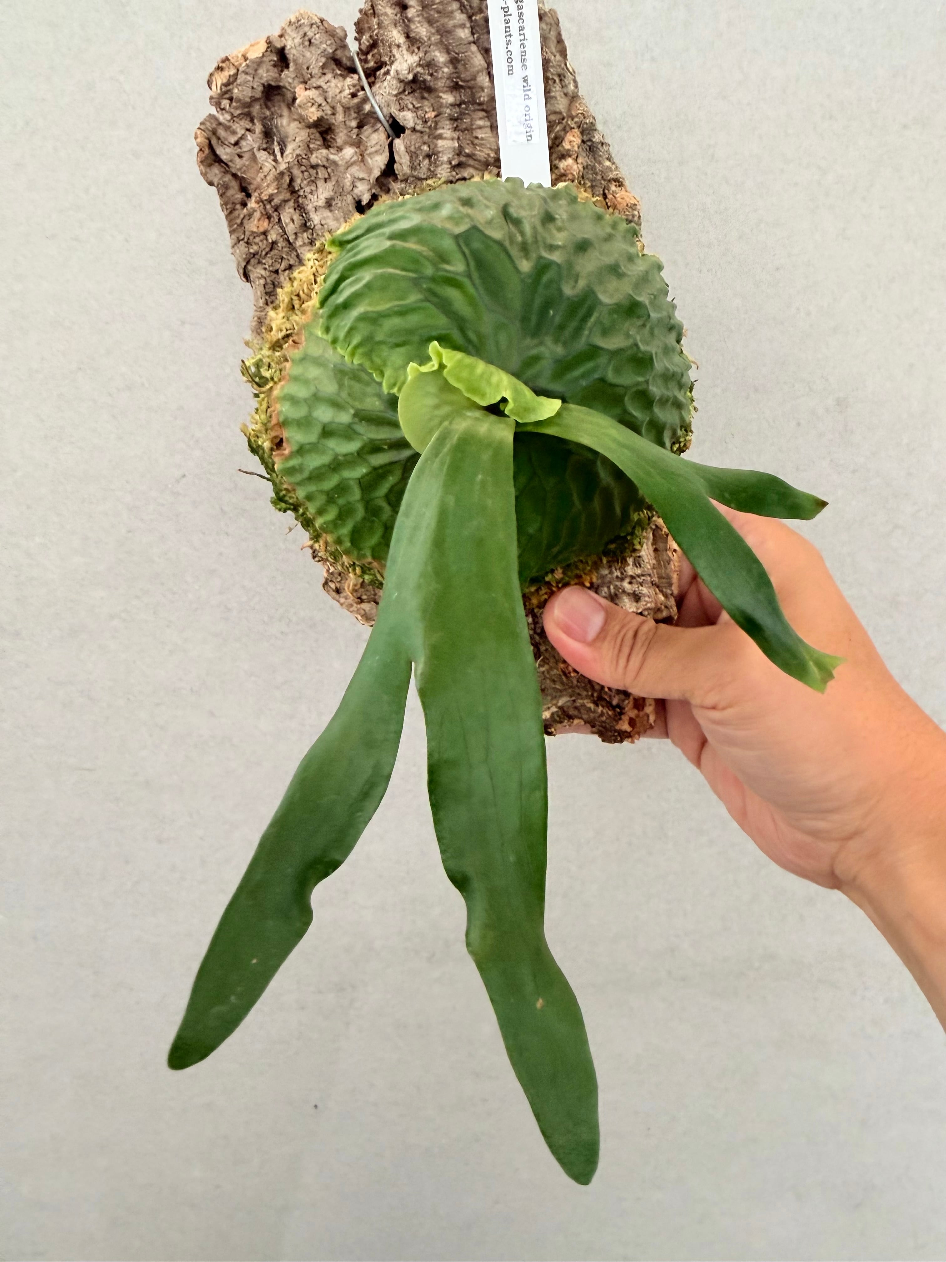 a) P. madagascariense wild origin ビカクシダ マダガスカリエンセ