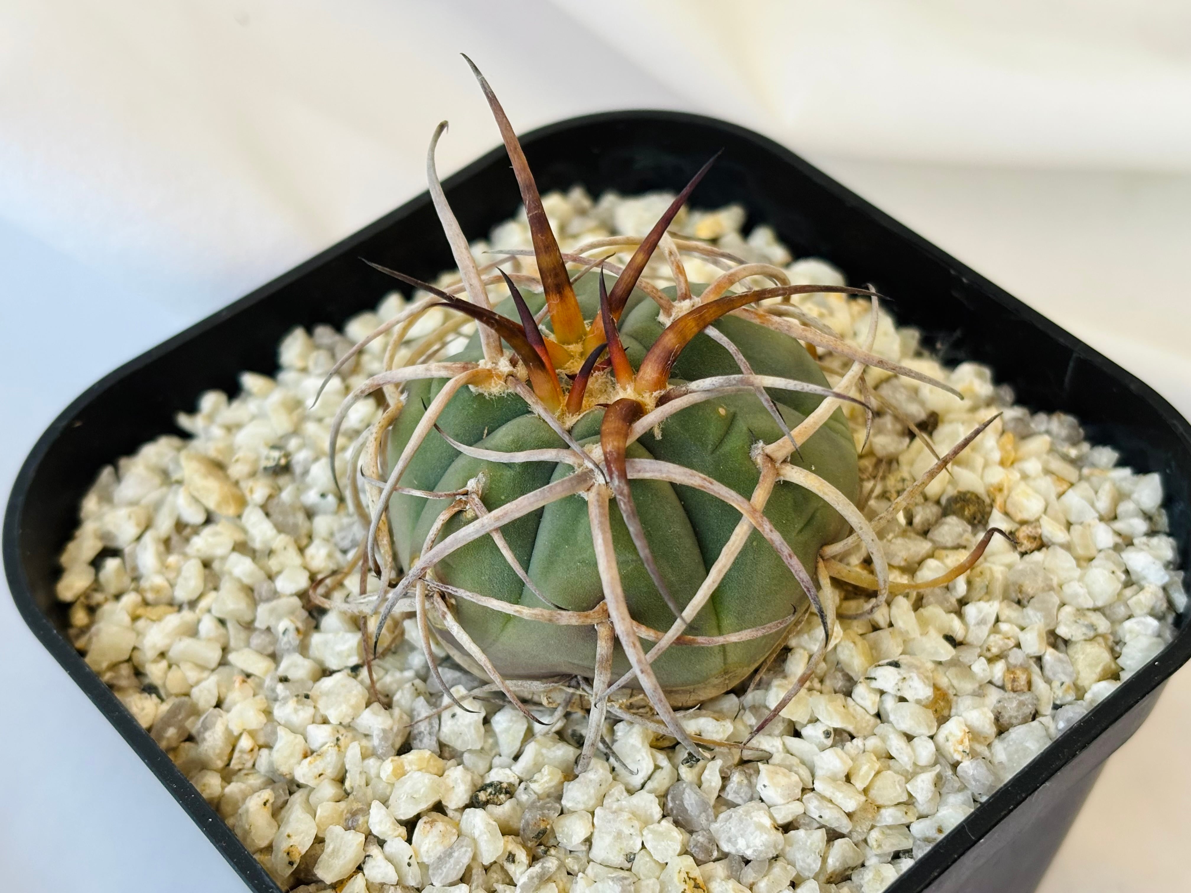 Gymnocalycium cardenasianum ギムノカリキウム 光琳玉 サボテン