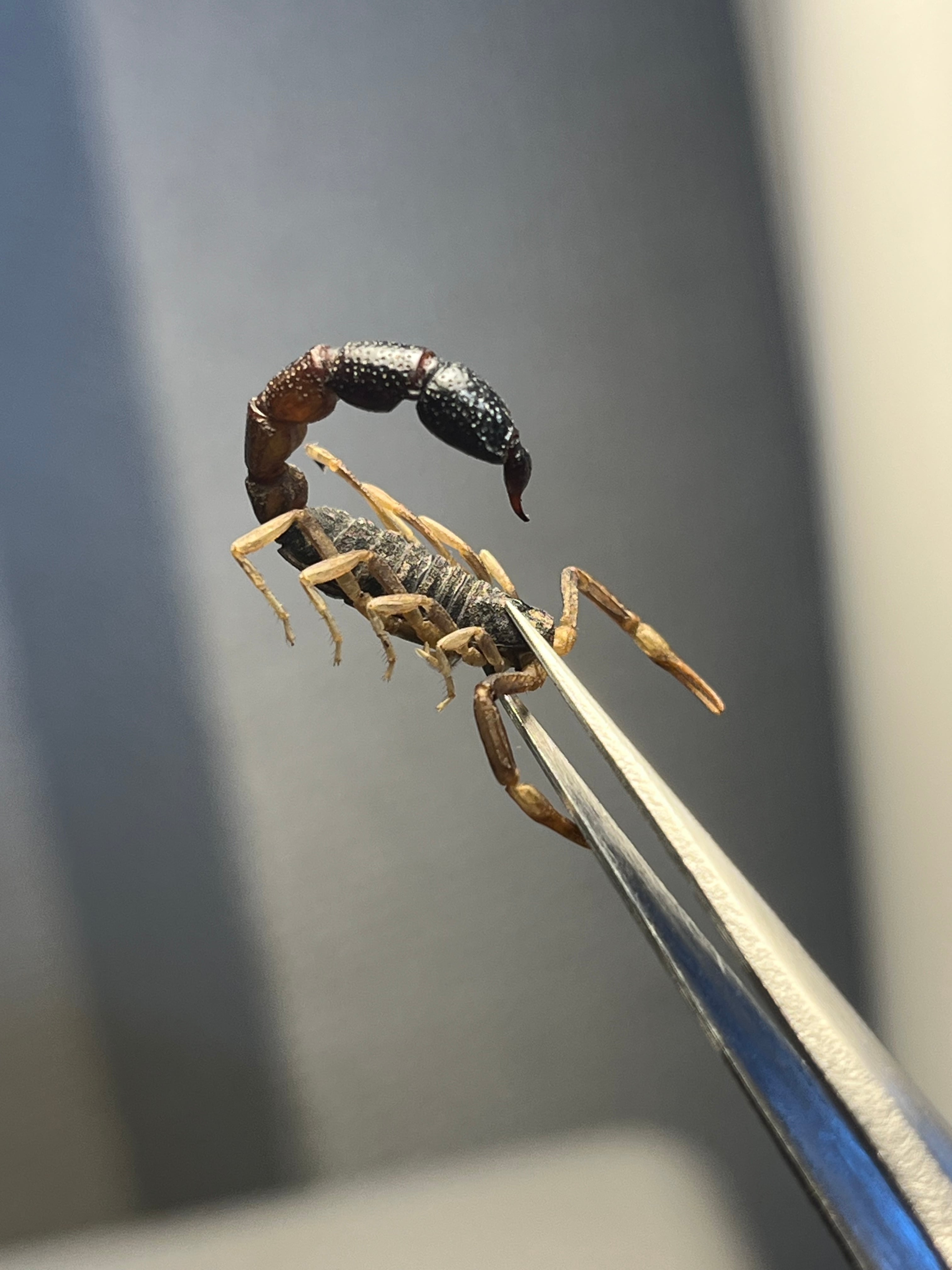 噂ノ蠍】ピラーテイルスコーピオンOrthochirus bicolor サソリ