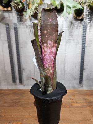 Billbergia.berry blast【artPLANTs/PLANTS GARAGE】   ビルベルギア/Billbergia