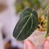 アンスリウム・レガレ / Anthurium Regale㉒│観葉植物