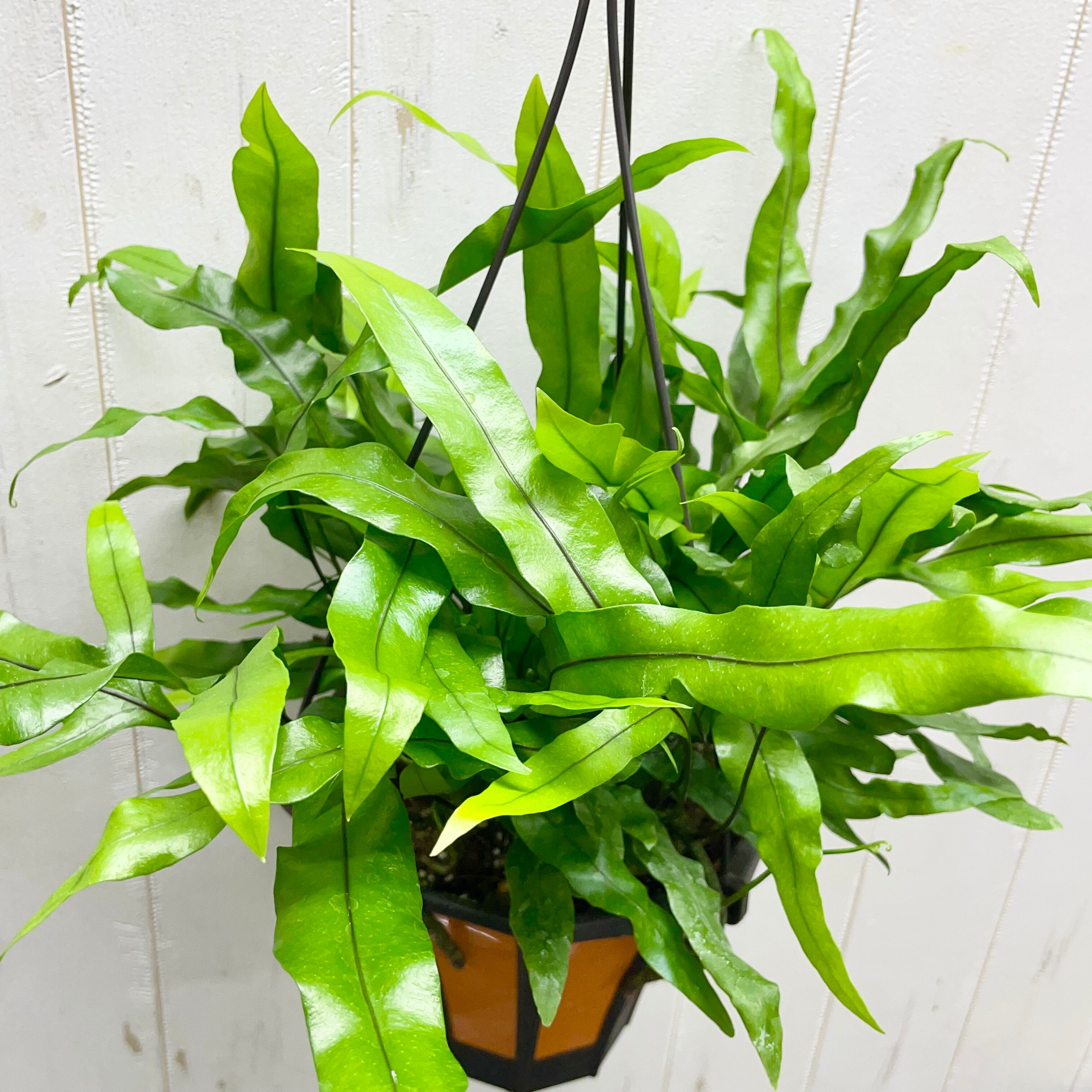 風にゆれるグリーン ミクロソリウム・カンガルーファン 吊り鉢〈5号