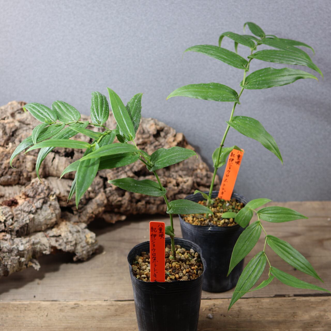 MARX PLANTS | 観葉植物・多肉植物・塊根植物