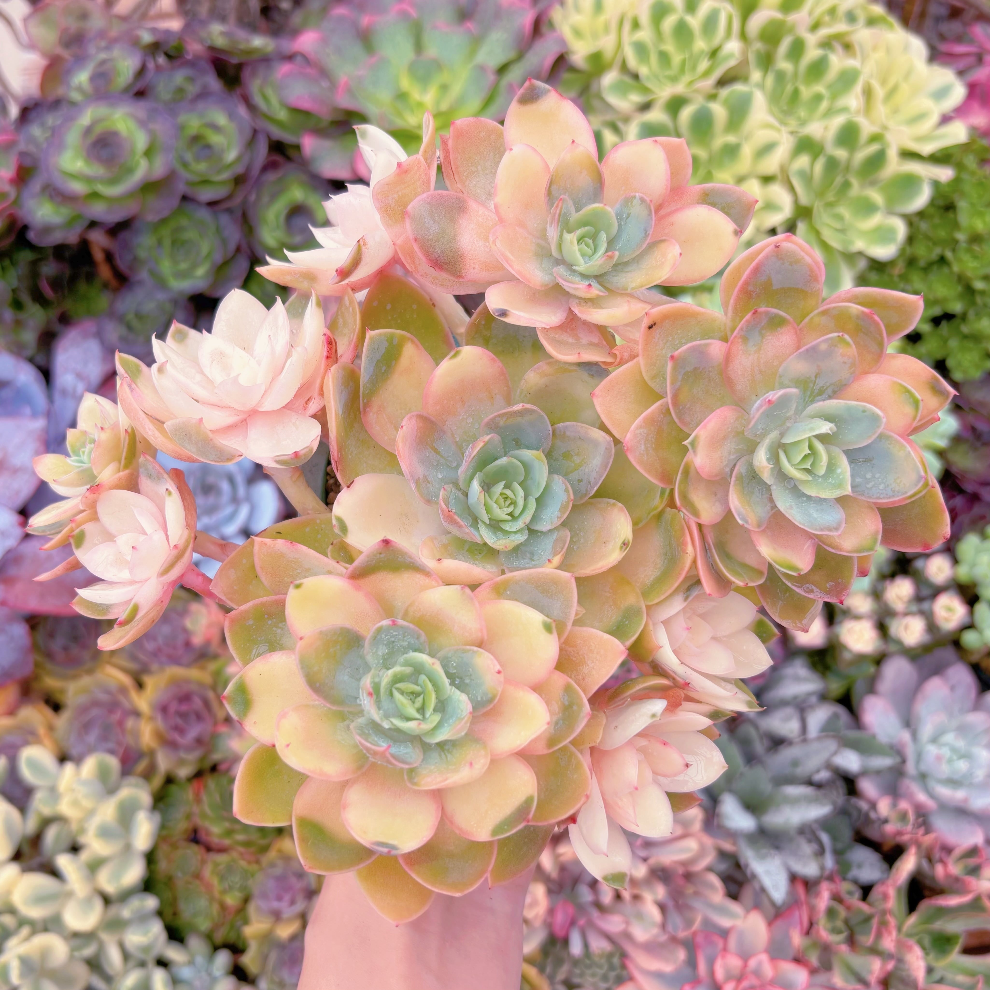 現品　シルクベール錦#648　大群生　るる農園