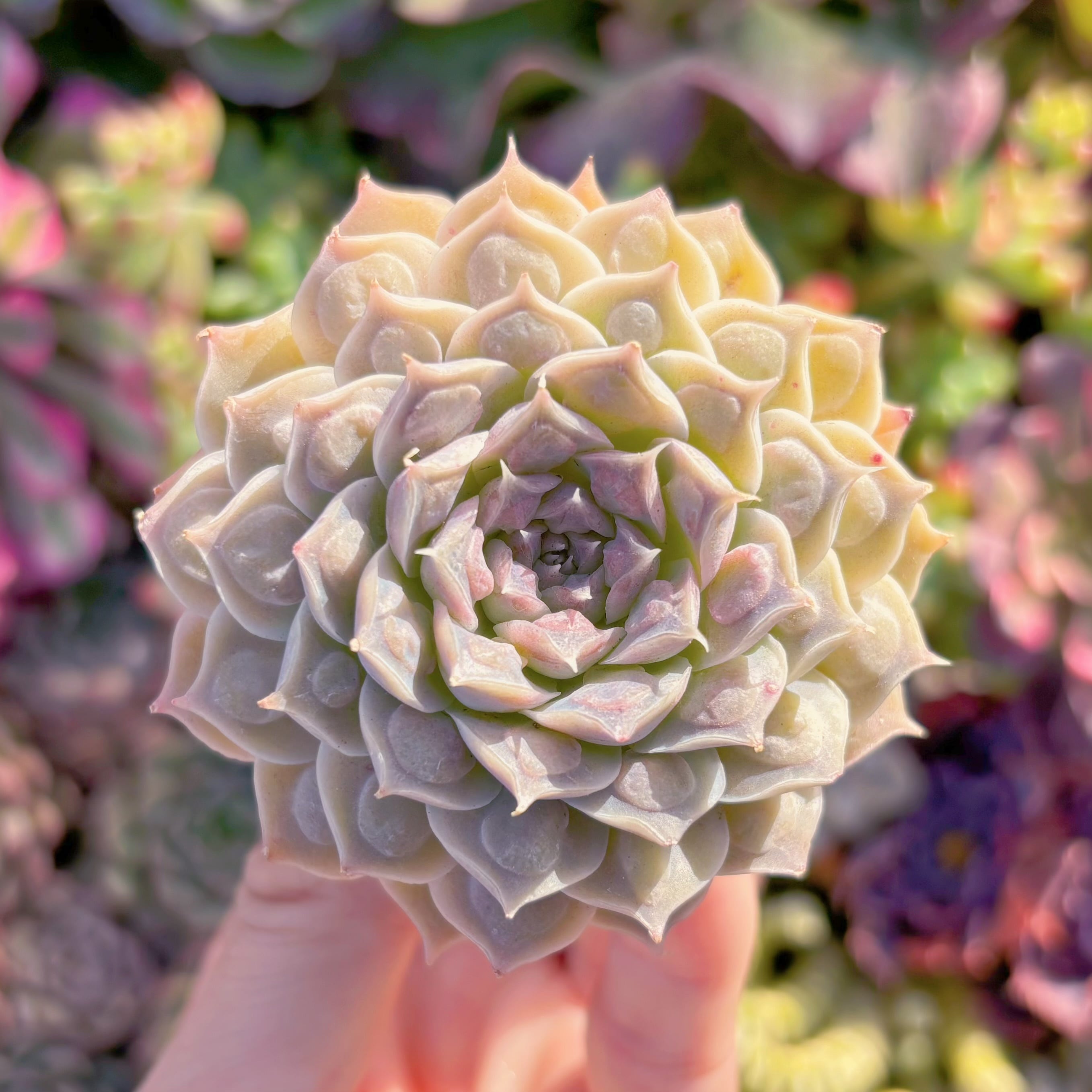 多肉植物　Echeveria'Gilo'　新入荷　るる農園