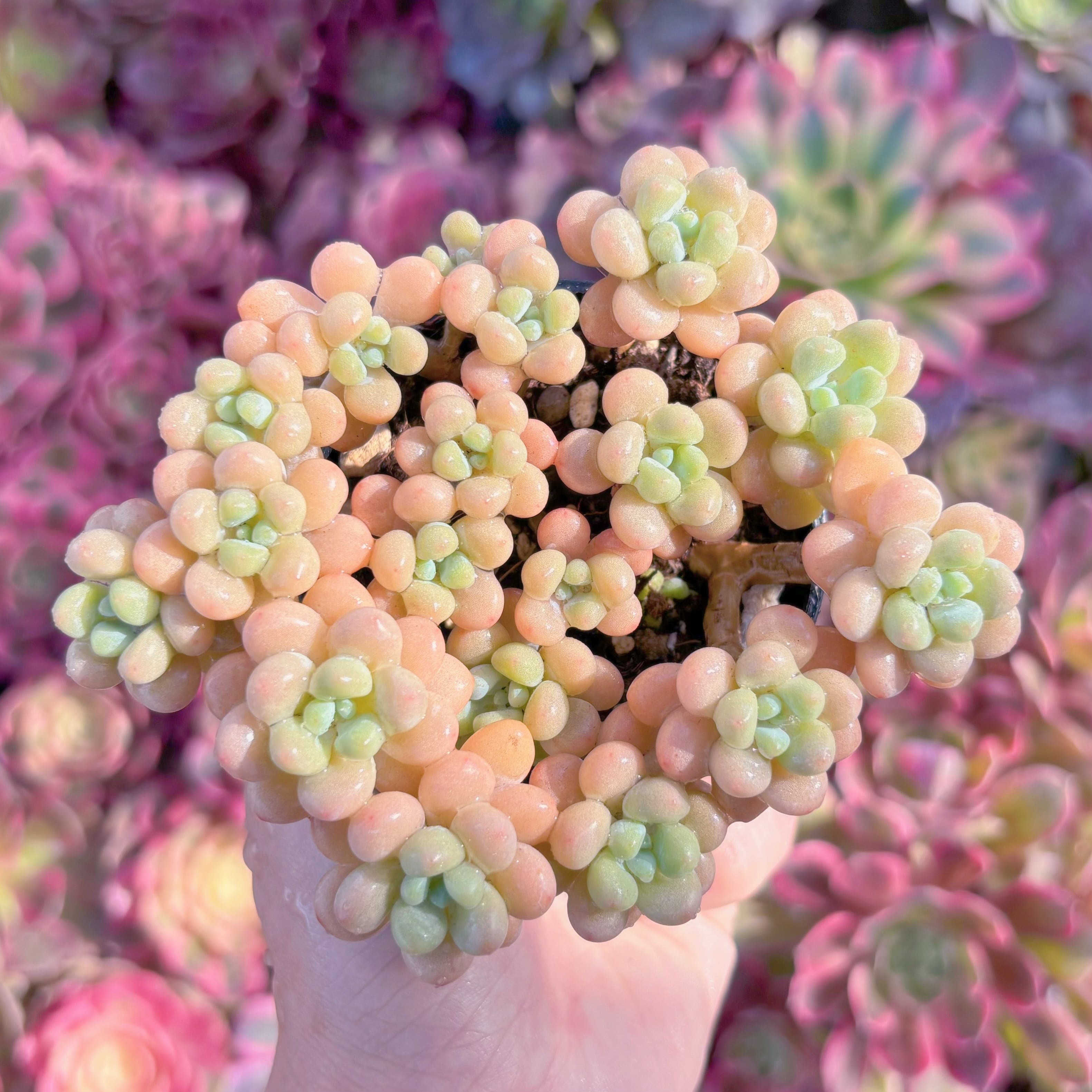 現品　丸葉ストロベリーミルク#610　群生　るる農園