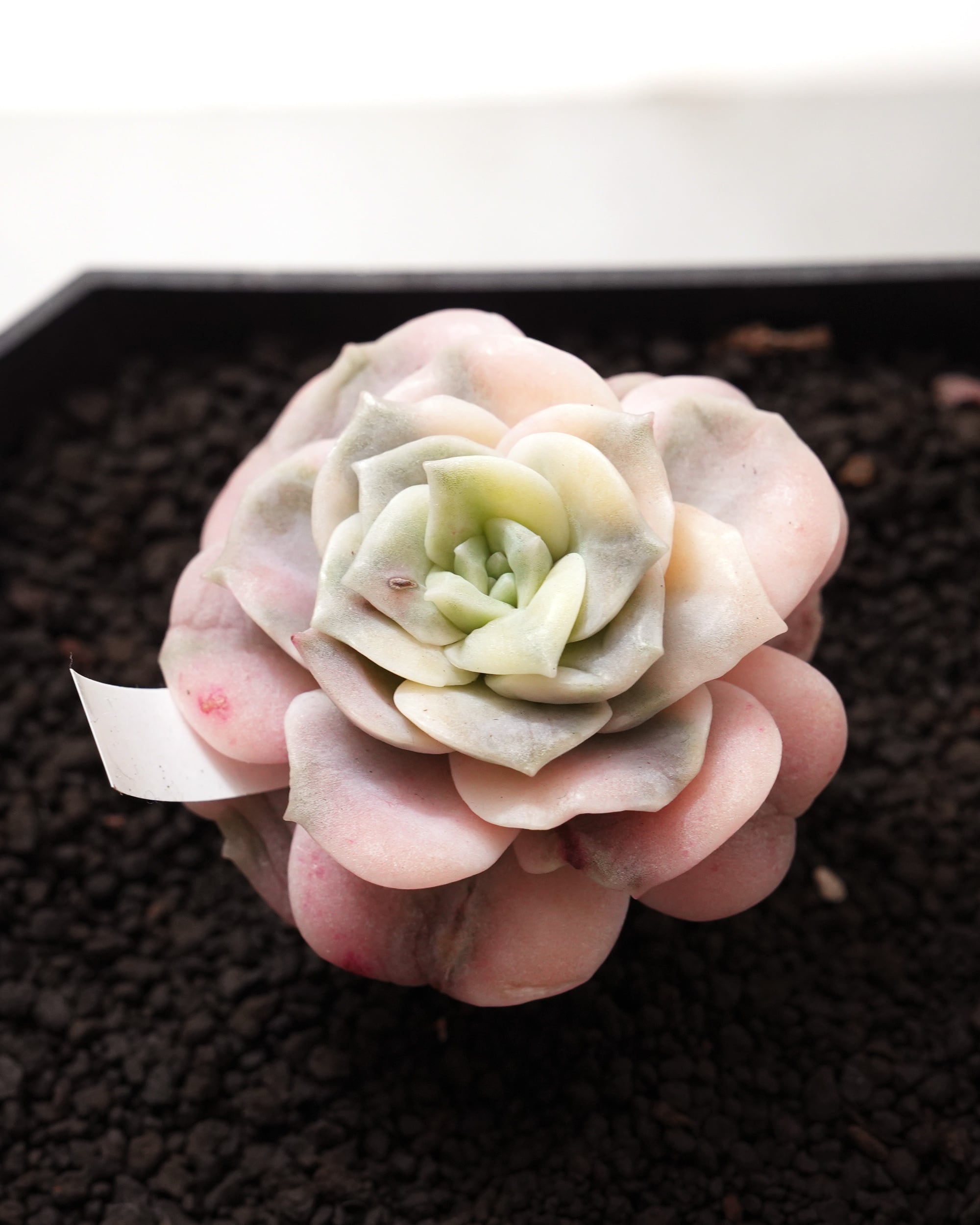 カット苗 ラブリーローズ 彩錦 Echeveria 'Lovely Rose' Rainbow