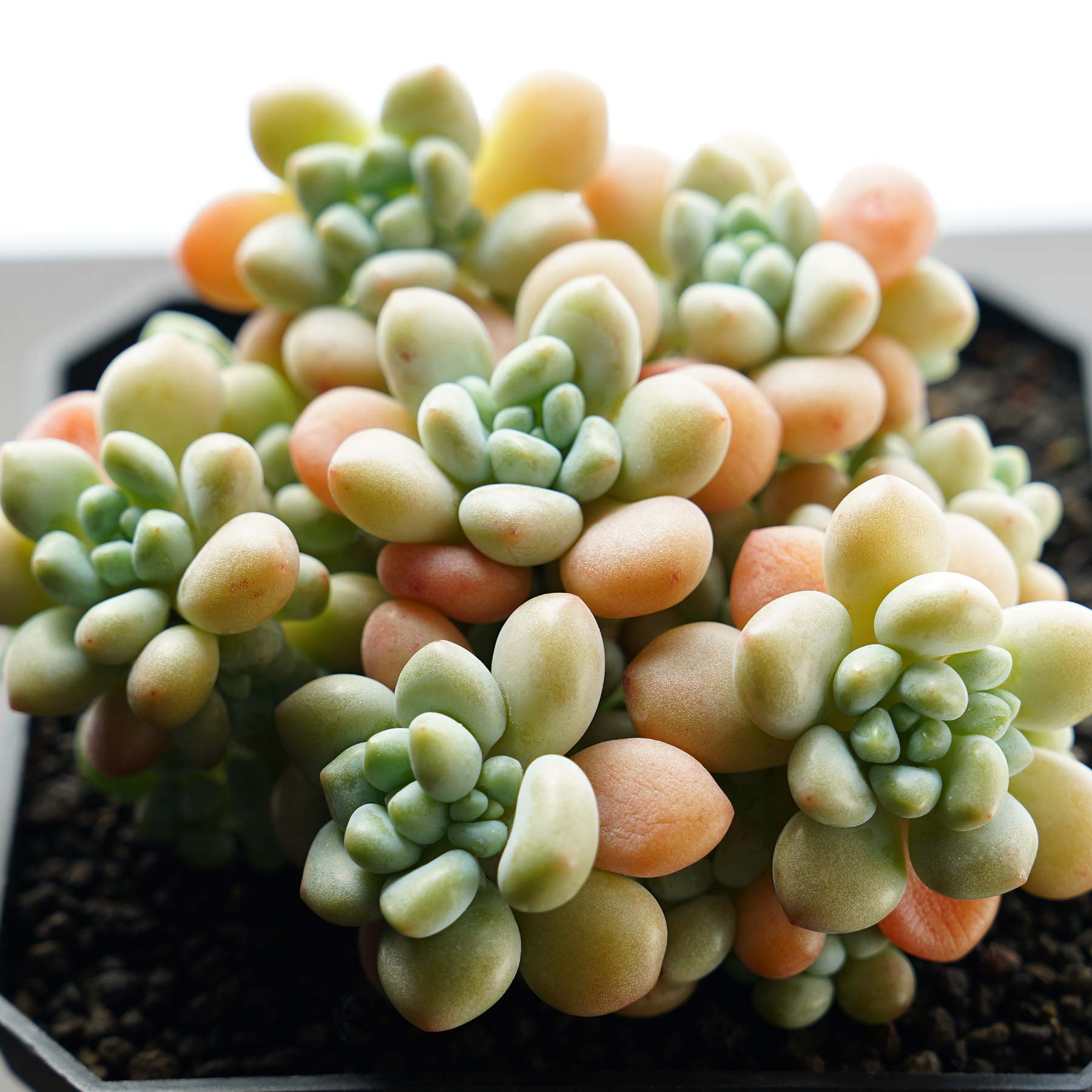 多肉植物 カット苗 モリモリs はねのけ 1