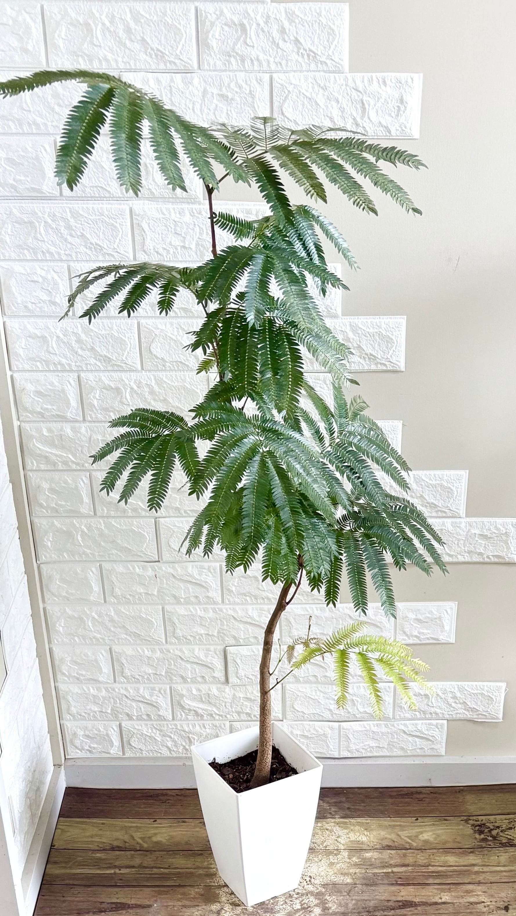 エバーフレッシュ⭐️曲がり⭐️観葉植物 エバーフレッシュ⭐️曲がり⭐️観葉植物 | 観葉植物のお店 feerie