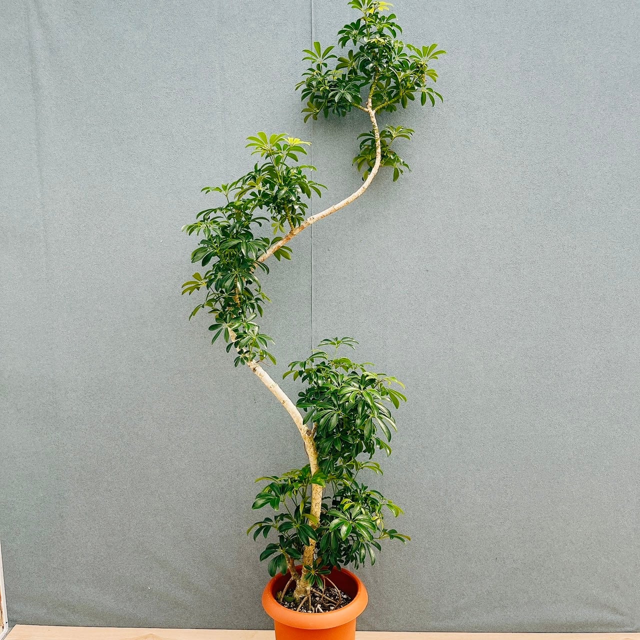 現品］23番 フィカス アルテシマ 8号 観葉植物 室内 大型 特大 ゴムの