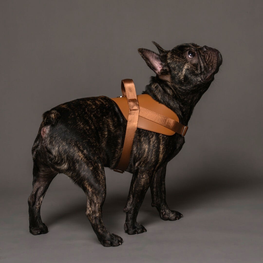 XSサイズ」サドルハーネス【HOZI】 | Pay ID