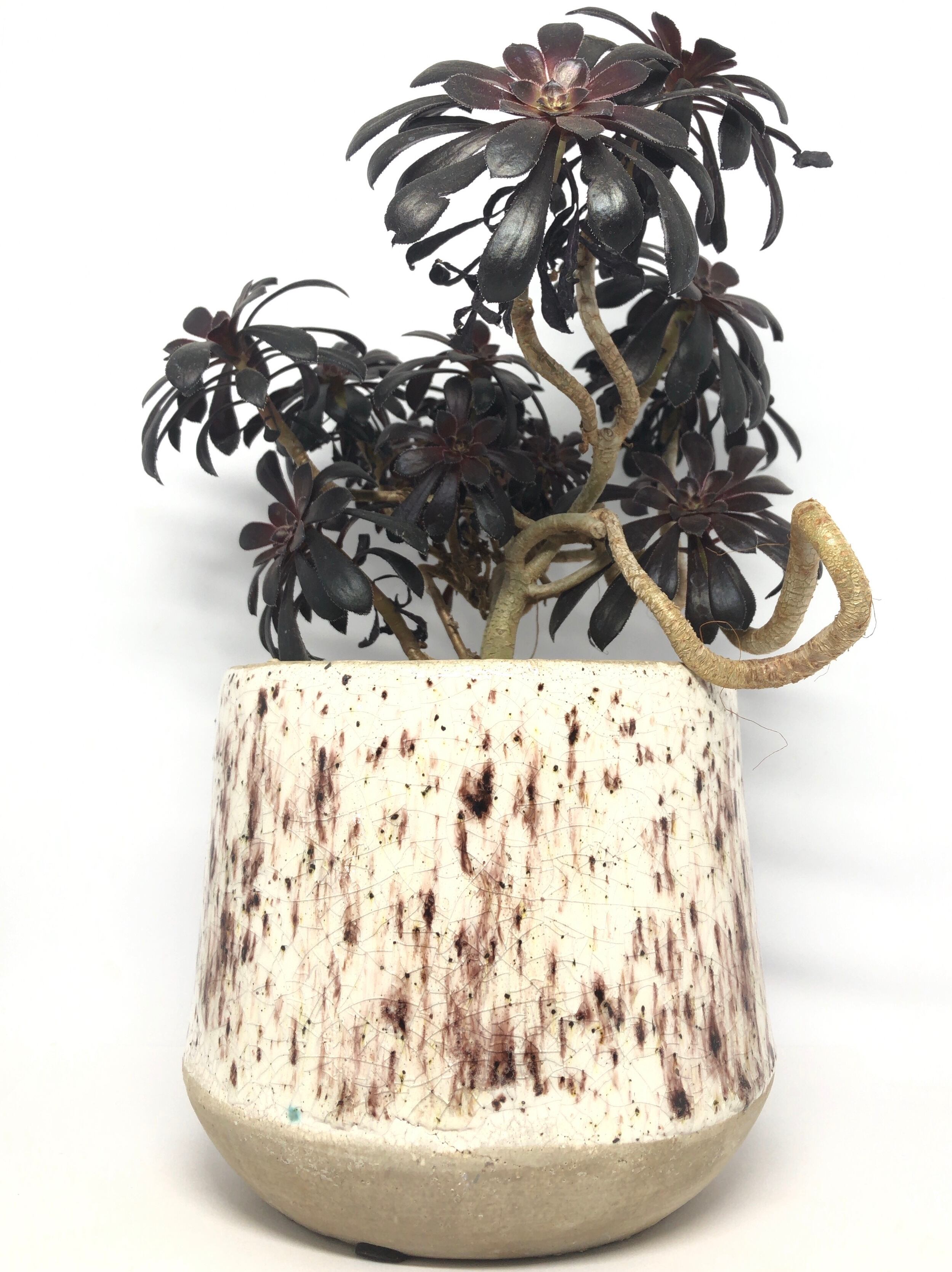 アエオニウム・黒法師 | trigger