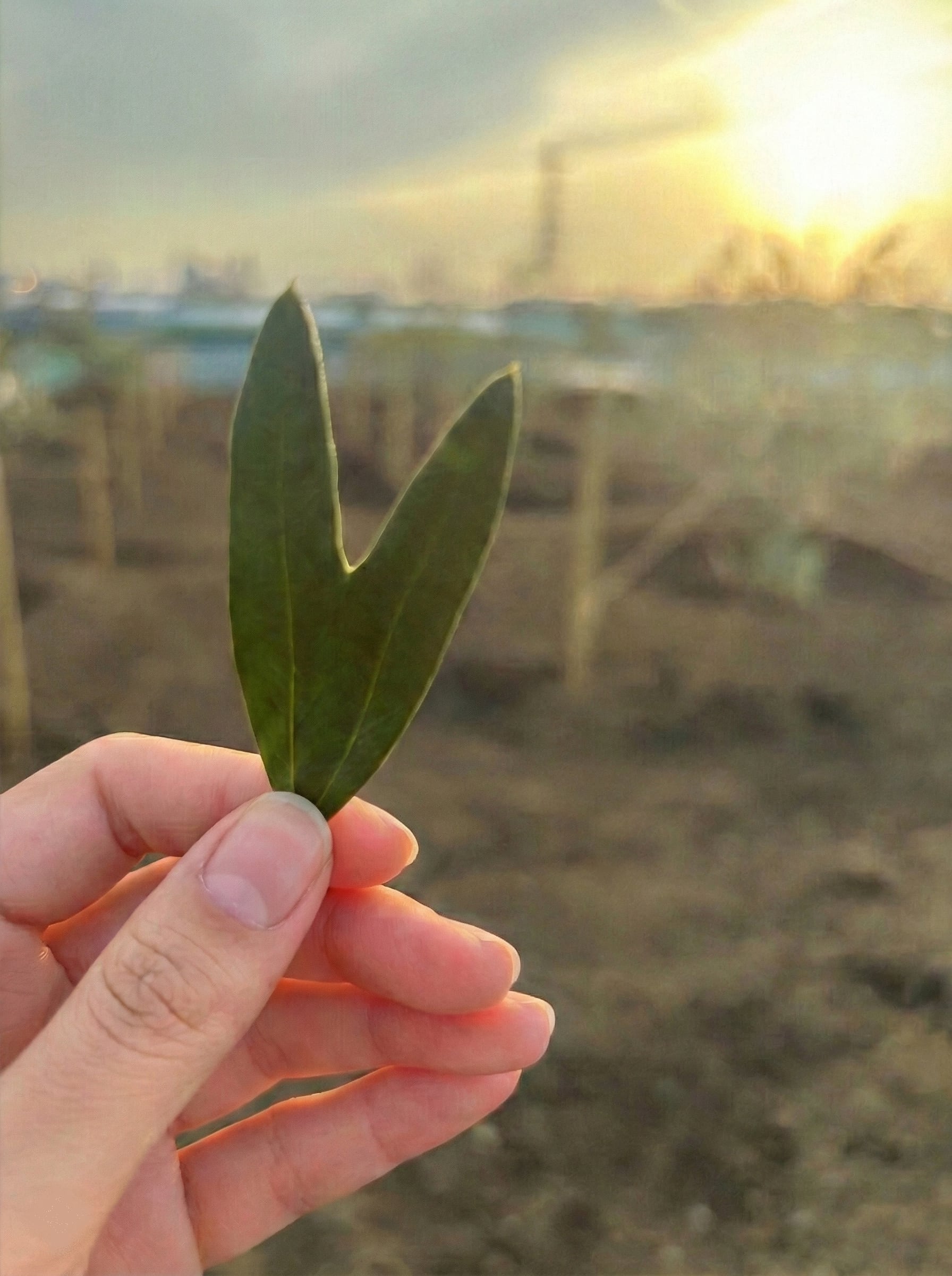 【バレンタイン特集】横浜オリーブ  No.5 Viento Fresco エクストラバージンオリーブオイル 120ml