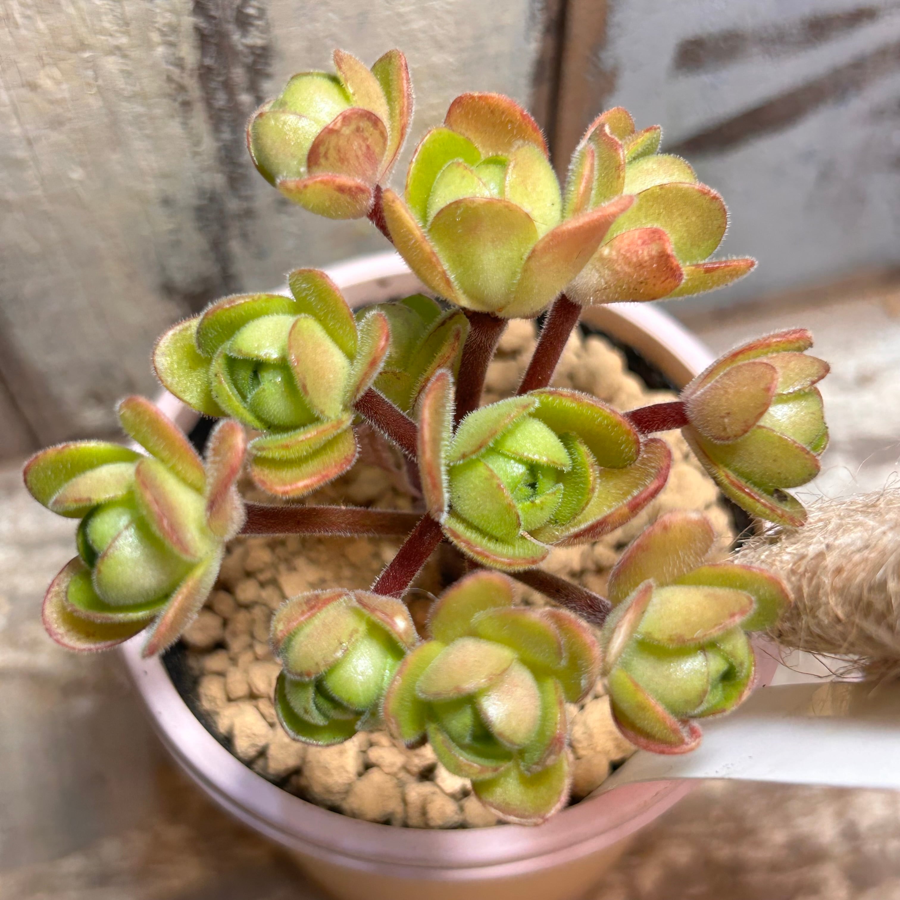 アエオニウム | RuPo 多肉植物専門店