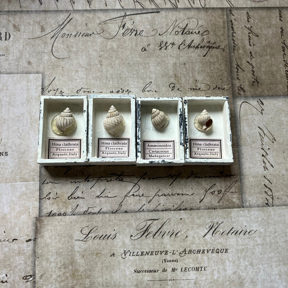 謎の小さな巻貝化石 | きらら舎 Online Shop