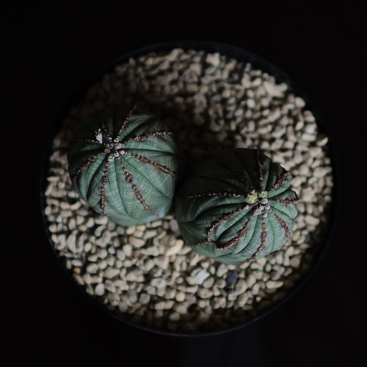 オス株 マイクロ ダブルヘッド オベサ / ユーフォルビア | LIGHTHOUSE