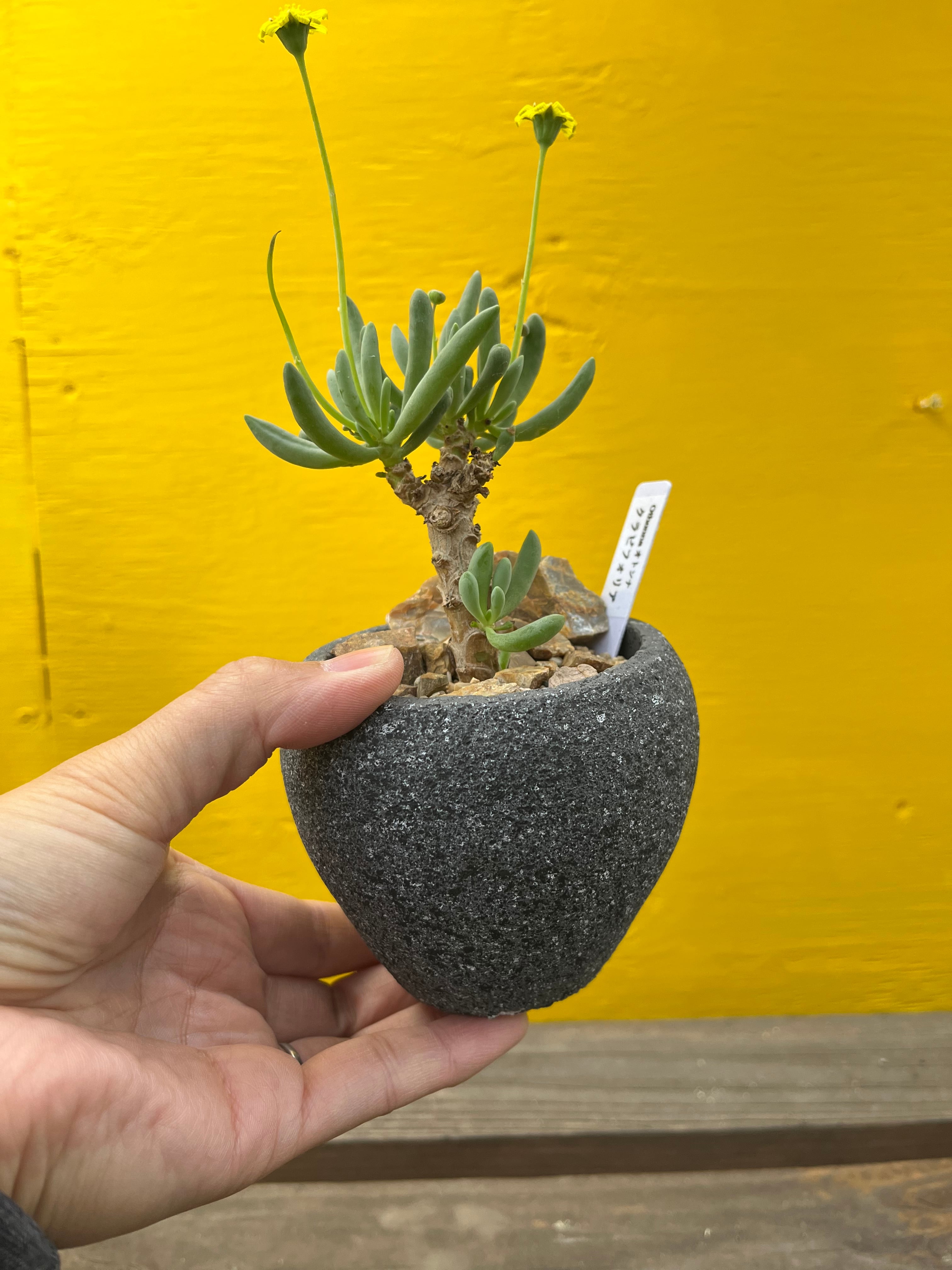 Othonna clavifolia オトンナ クラビフォリア 多肉植物 | plants MARU