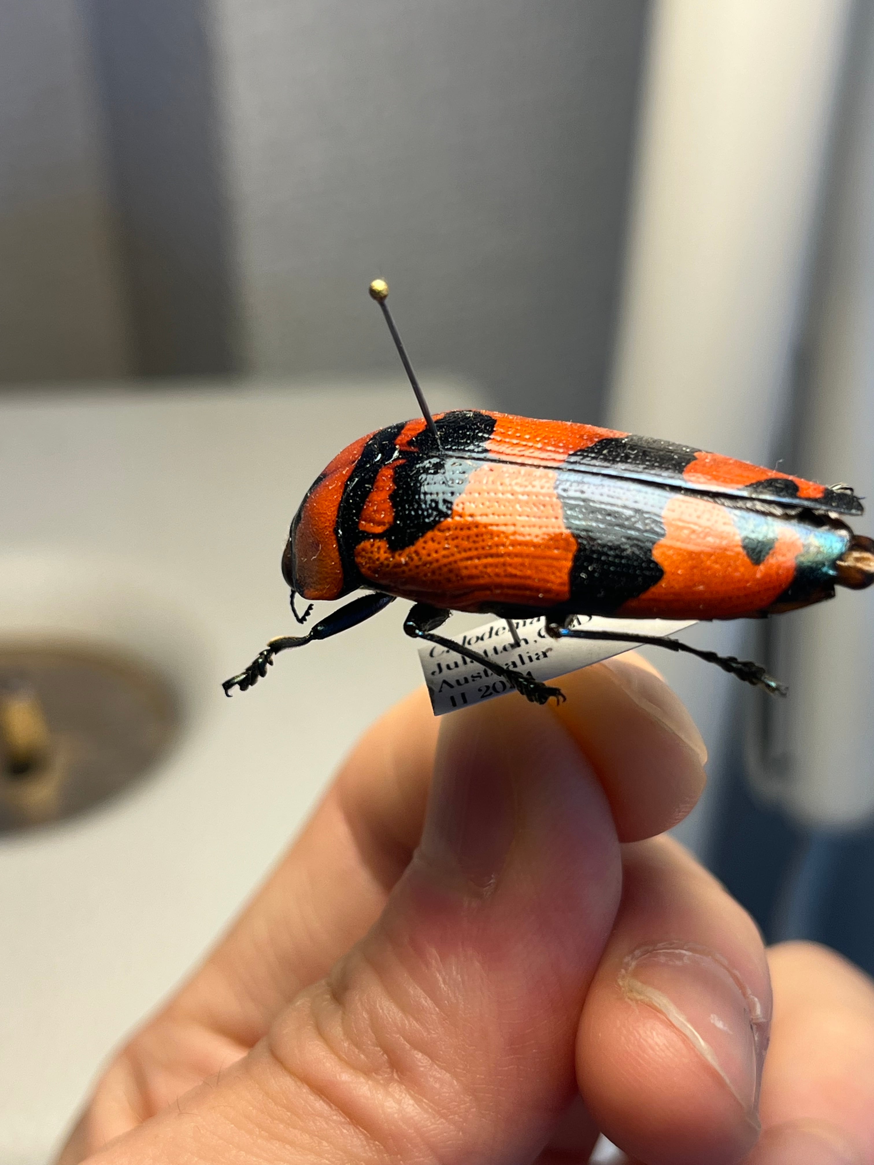 39mm】クロモンベニオウサマムカシタマムシ Calodema plebeia
