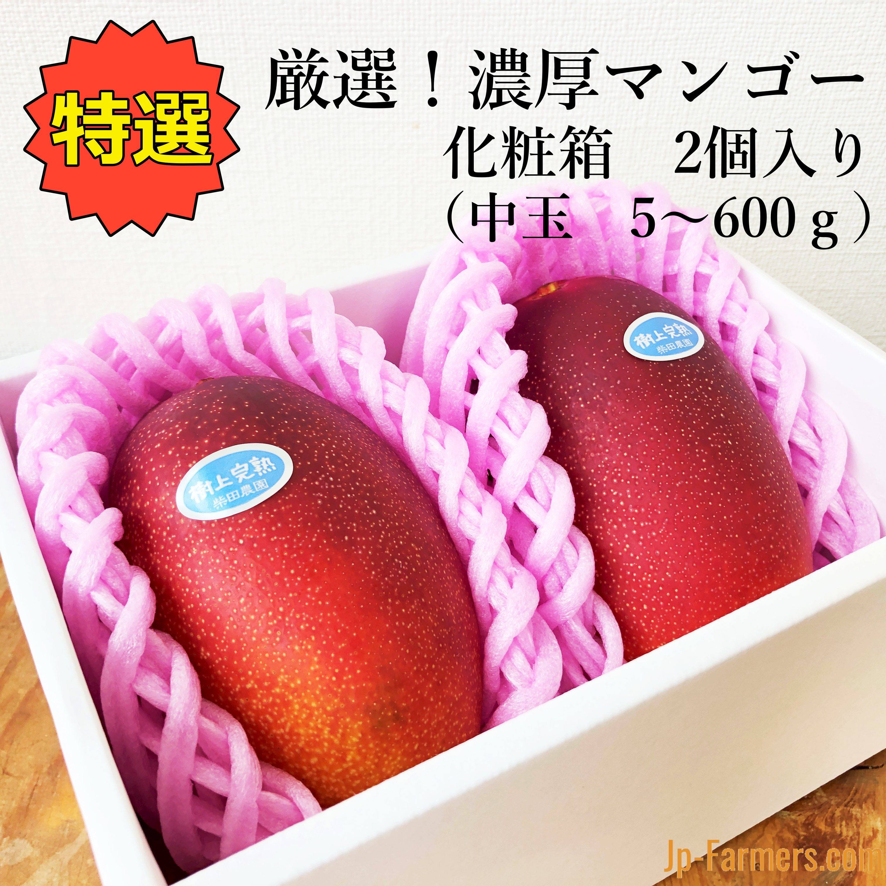 アップル2 玉文1 マンゴー苗 アップル2 玉文1 マンゴー苗 【公式通販】