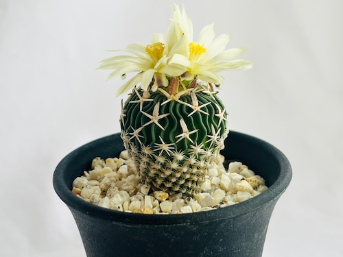 Echinofossulocactus phyllacanthus　エキノフォスロカクタス　白玉 　サボテン