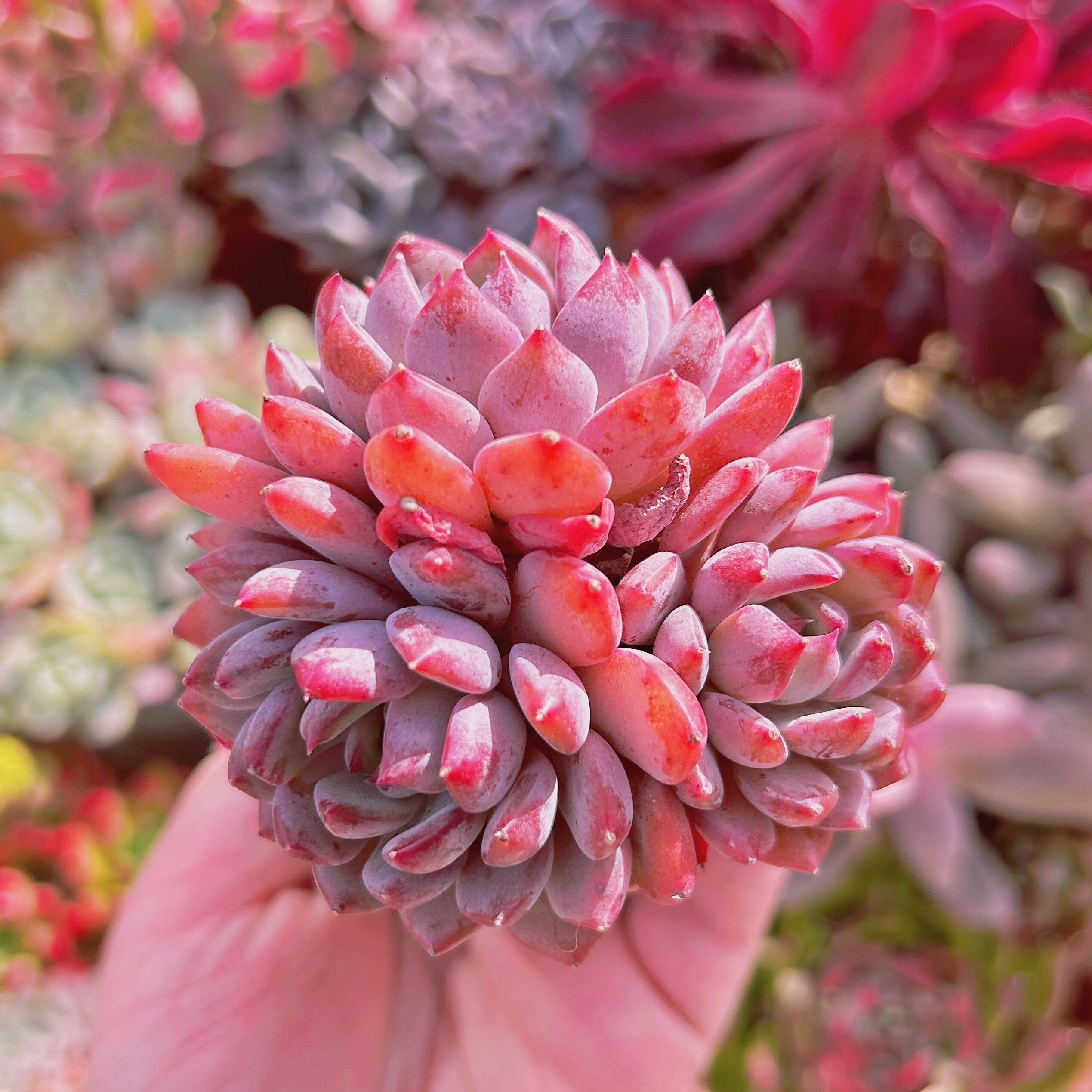 多肉植物　Echeveria  新品種　ブラックマンバ　3～4頭