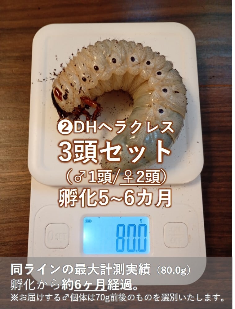 PMR-R血統】ニジイロクワガタ レッド幼虫5頭＋補償1頭 | Pay ID