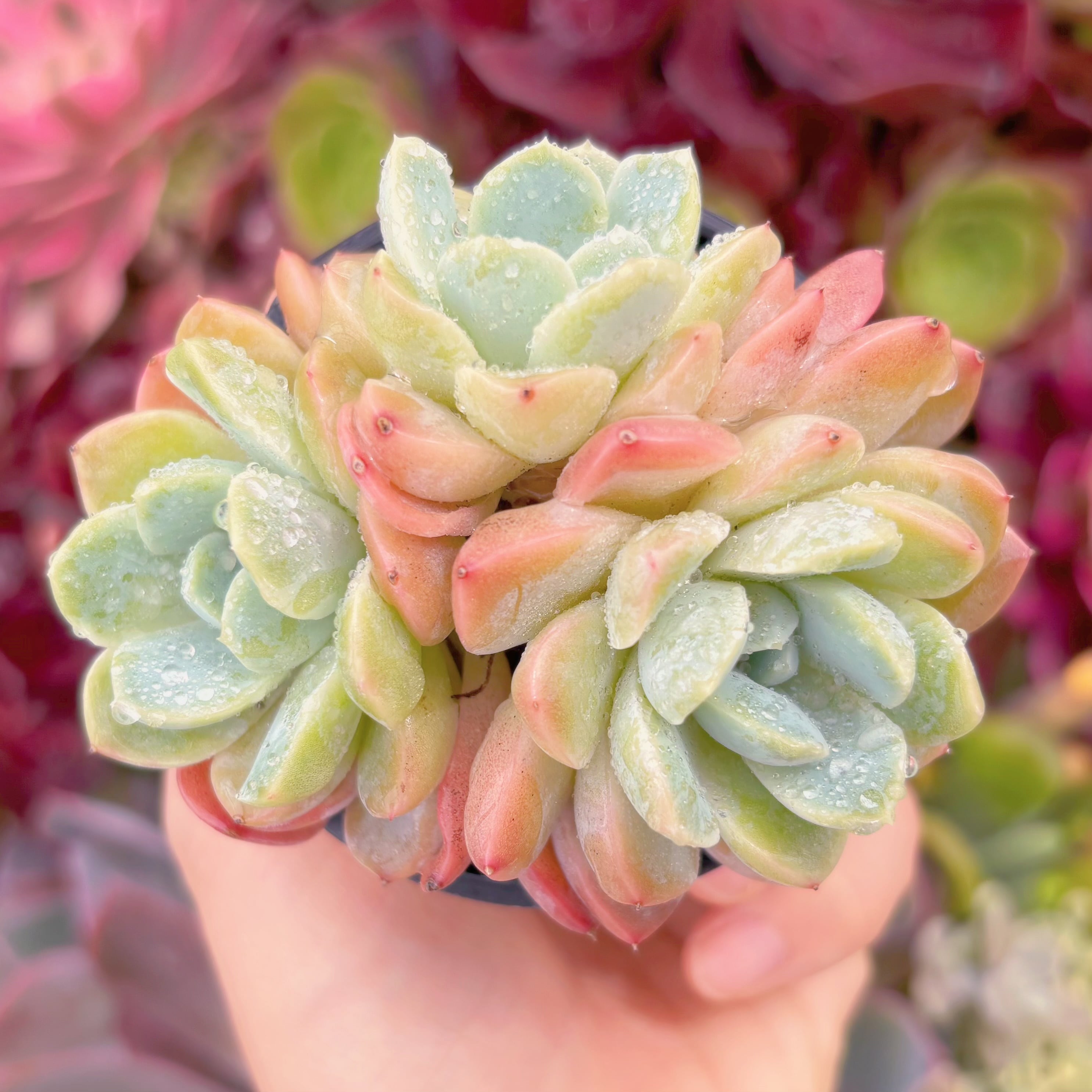 現品　苺大福#C51　群生　るる農園