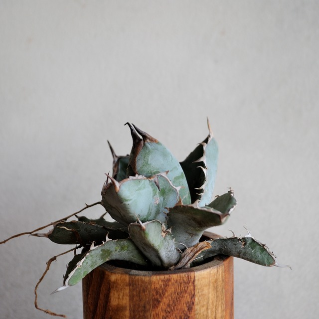 アガベ チタノタ ブラック＆ブルー No.1