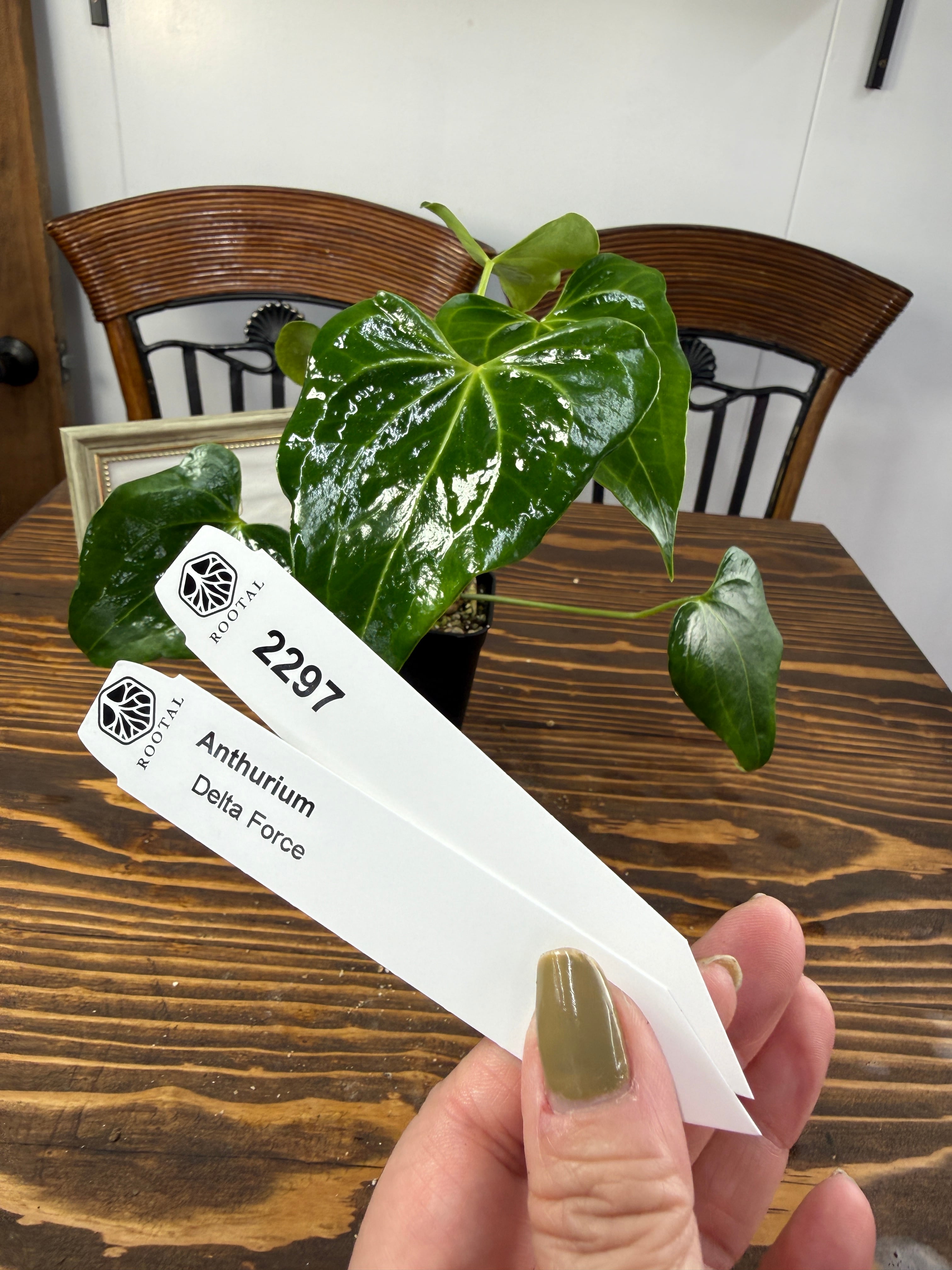 ★2297【上品さを感じるひと株】アンスリウムデルタフォース(75㎜ロングポット)