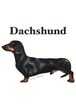 gray original Dog face &breed printed S/S TEE［Dachshund(Tan)］