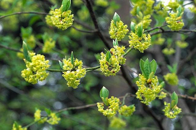クロモジ花茶 ( お試し1g ) | 山の駅さんべ オンラインショップ