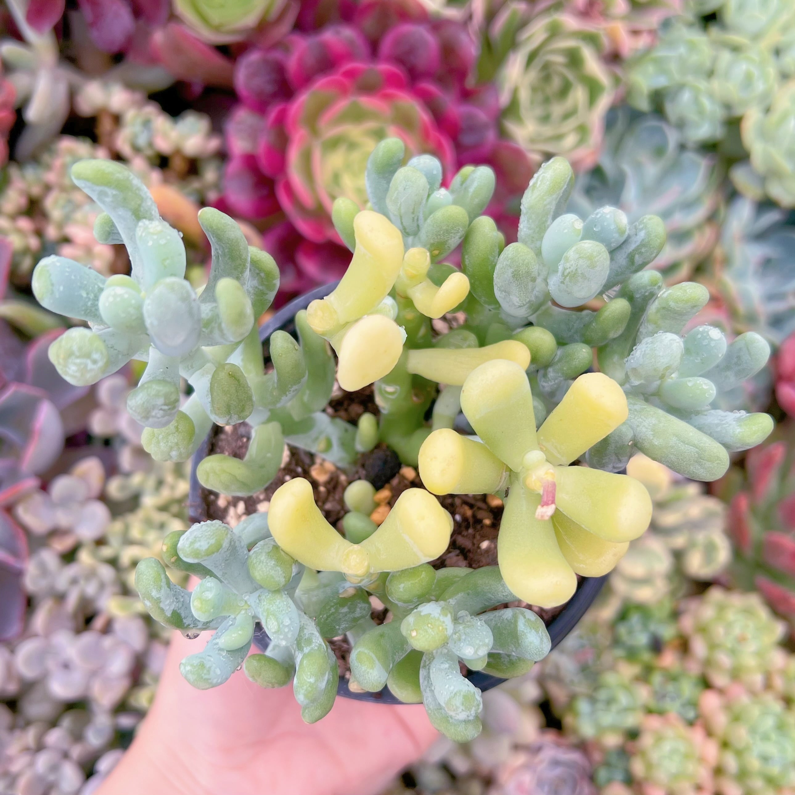 現品　バナナ美人#729　群生　るる農園