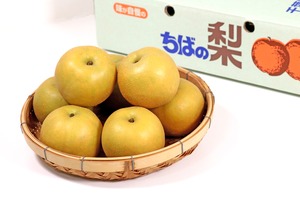 富里市産梨（２Lサイズ） 15,16玉