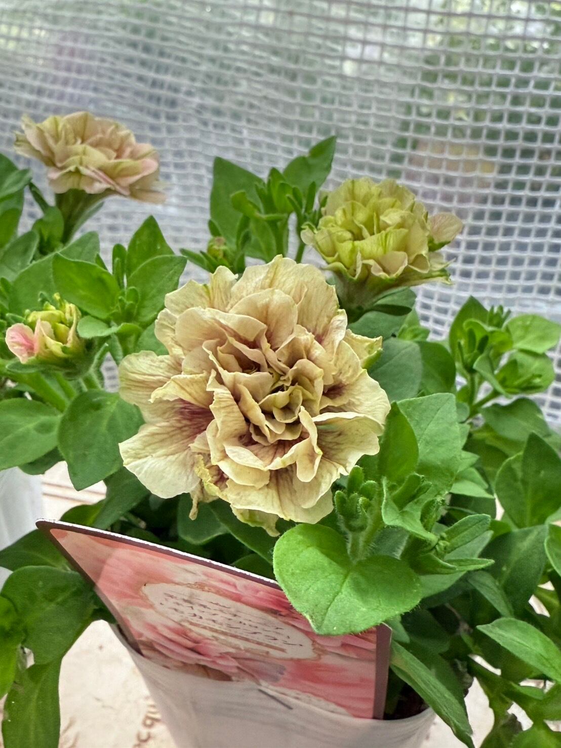 送料無料 花日和さんのペチュニア6ポットセット | 寄せ植え屋ゆっこはん