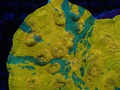 【クーポン併用不可】GoldChalice Premium