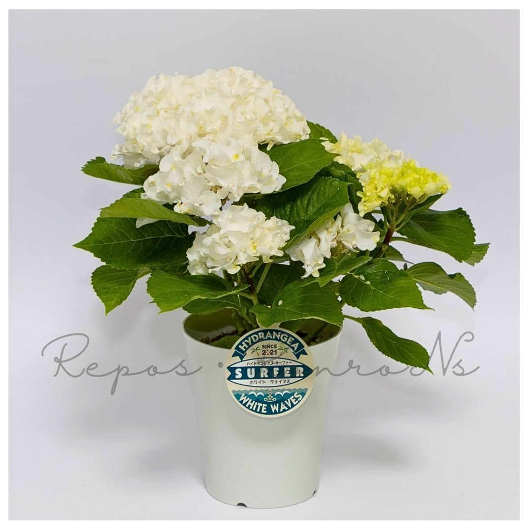 アジサイ:サーファー・ホワイトウェイブス(4号)フリンジ紫陽花 希少 ハイドランジア 母の日