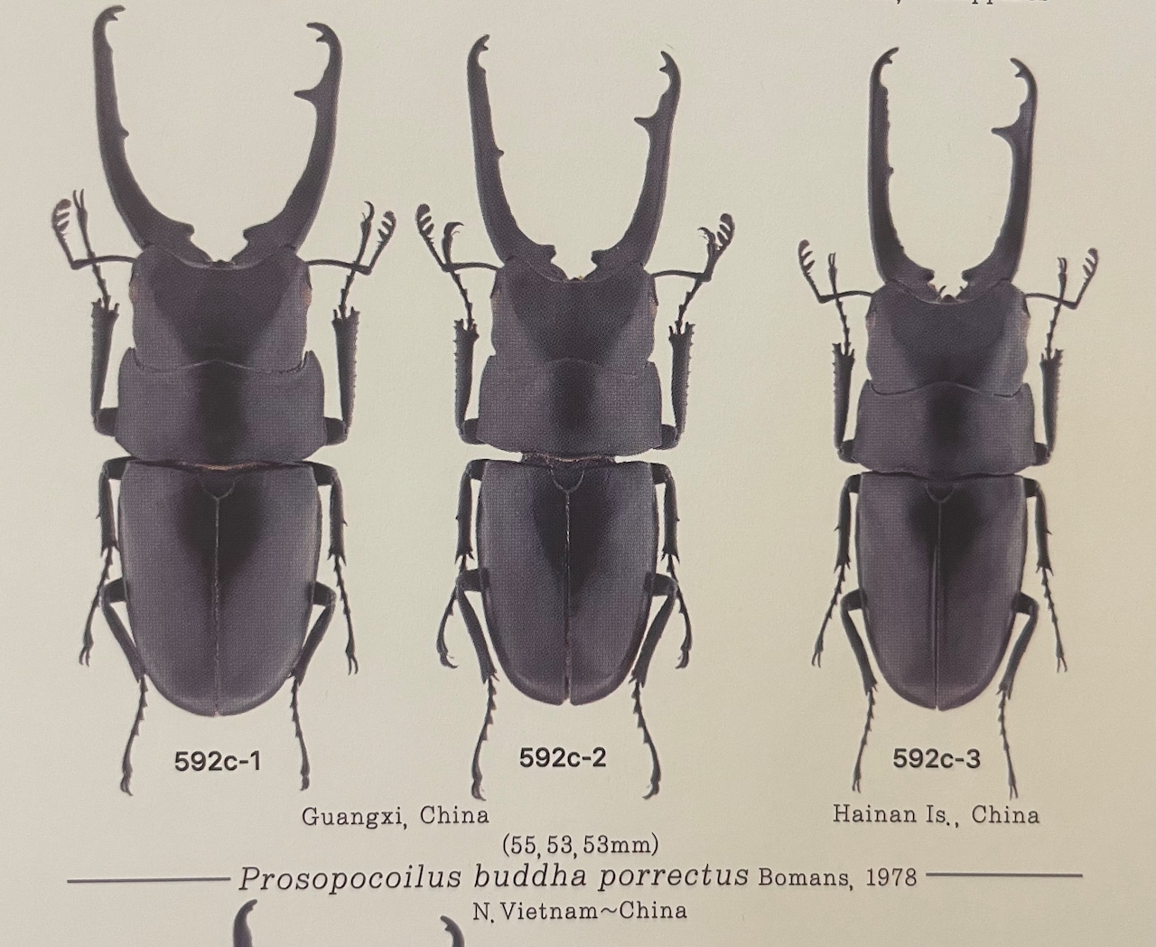 【WD】《ポレクトゥスノコギリクワガタ 50mmUP ペア》