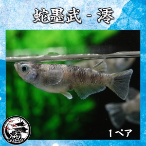 【1ペア】蛇墨武澪