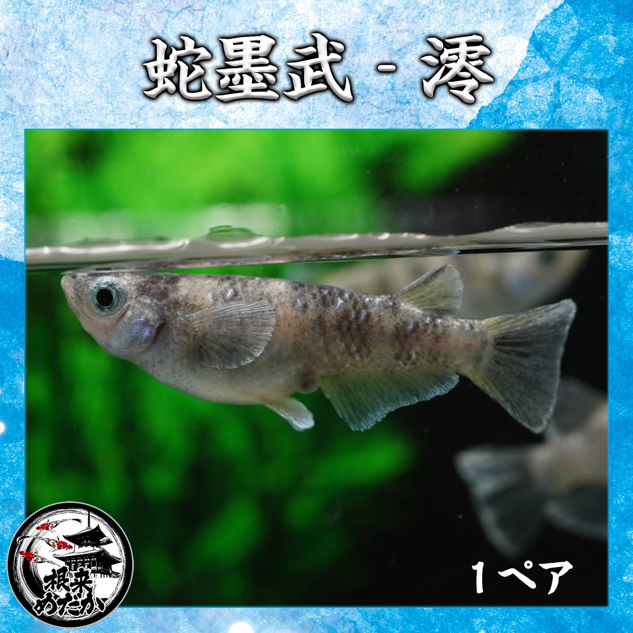 【1ペア】蛇墨武澪