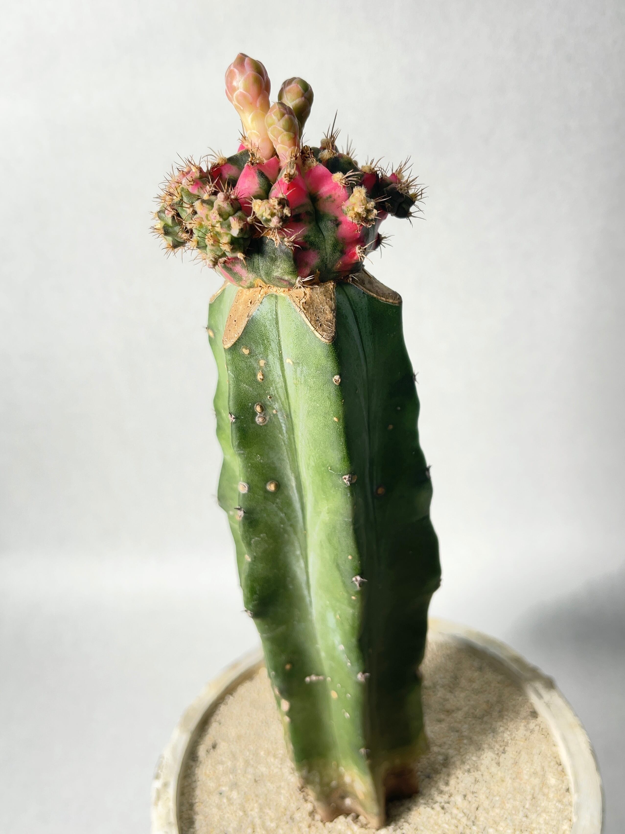 ギムノカリキウム・ピンク緋牡丹錦 | trigger